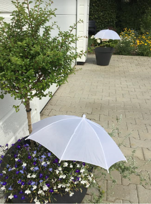 Informatie planten parasol